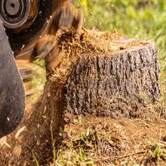 How Stump Grinding in Virginia Beach, VA Supports Cleaner Landscapes Beyond Tree Maintenance for..