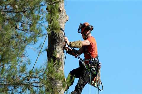 Enhance Your Landscape with Professional Tree Services