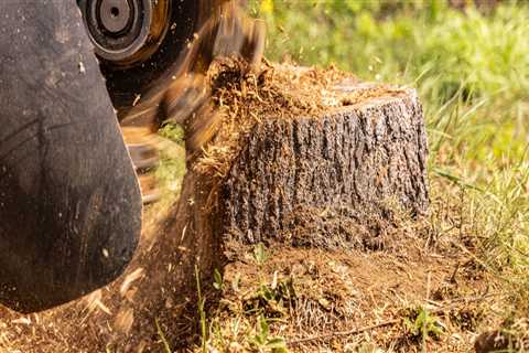 How Stump Grinding in Virginia Beach, VA Supports Cleaner Landscapes Beyond Tree Maintenance for..